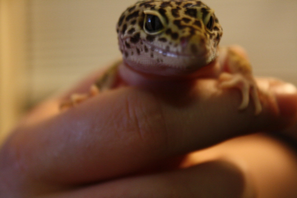Signs That Your Leopard Gecko Recognizes You