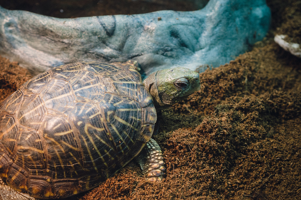 The Western Box Turtle's Distinctive Shell Design