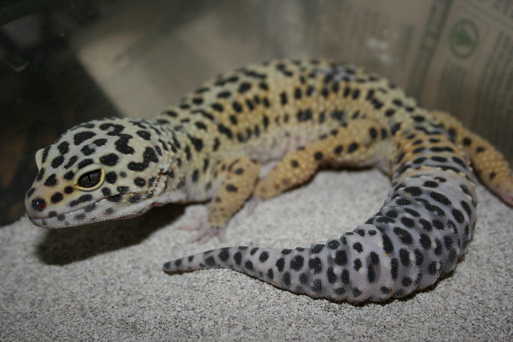 leopard gecko on sandy substrate