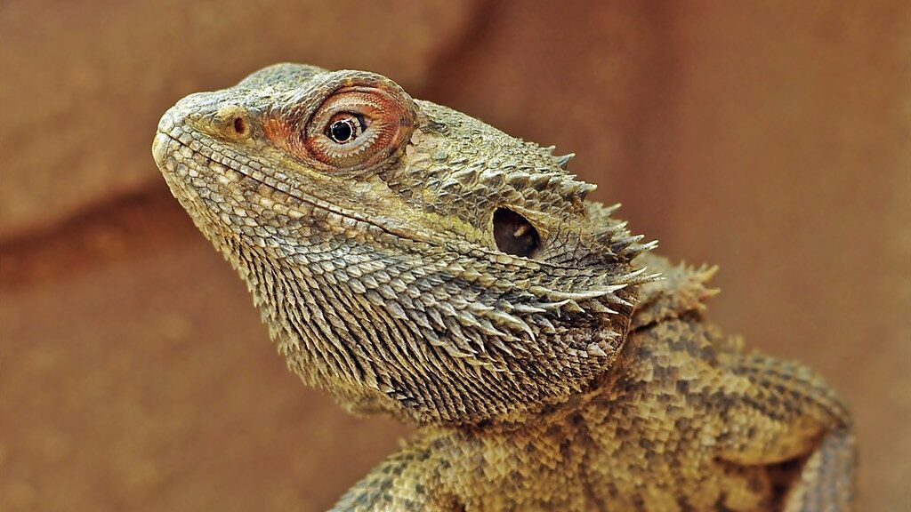 bearded dragon displaying its scales