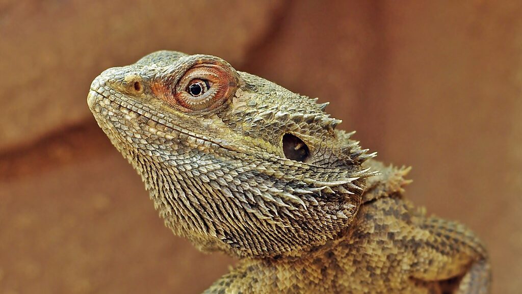 bearded dragon leering over a rock