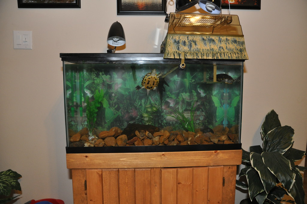 turtle tank