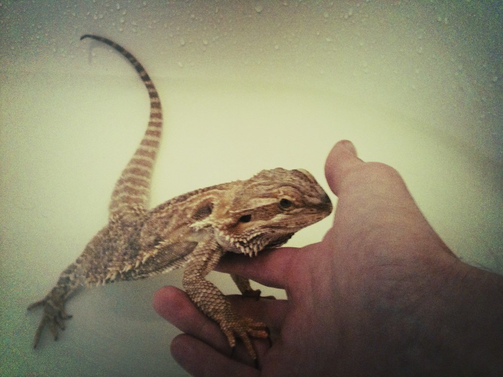 bearded dragon being held in a bath tub