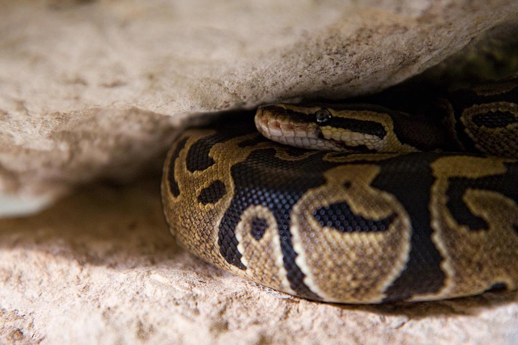 ball python pressed against a rock