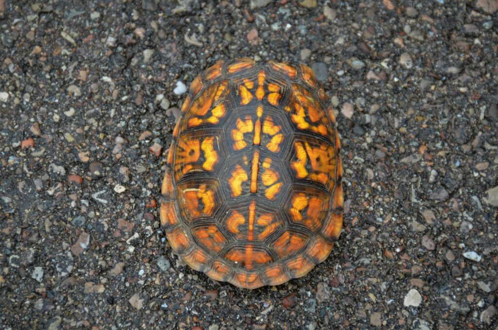 a tortoise laying on the ground in the middle of the road