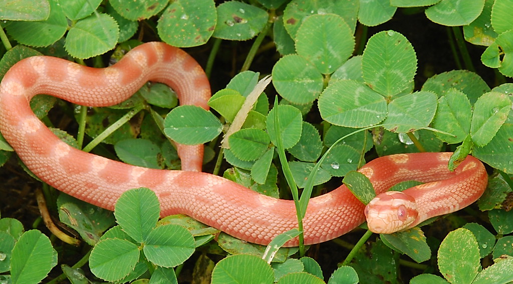 Myth 10: Corn Snakes Need Hot, Desert-Like Conditions
