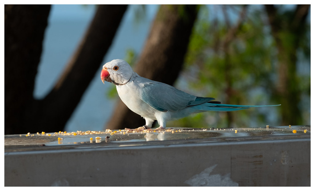 Indian Ringneck Parakeets