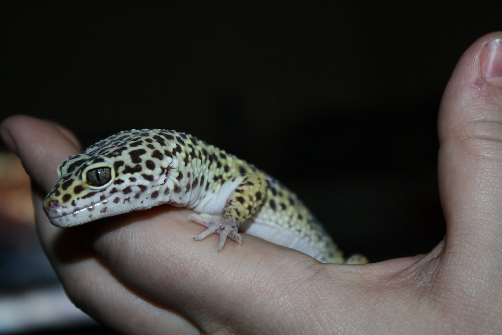 The Evolution of Human-Reptile Relationships