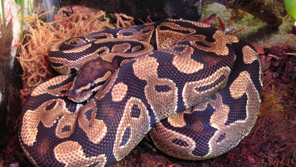 snake curled up in an enclosure