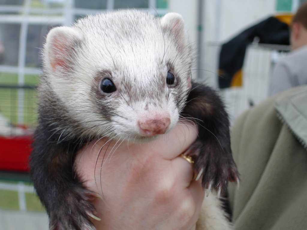 Ferret being held