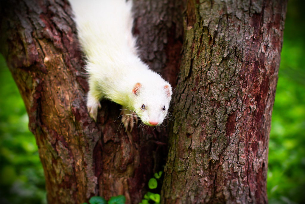 Incorporating Climbing Opportunities