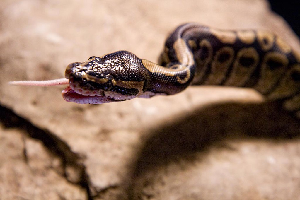 ball python with its tasting the hair