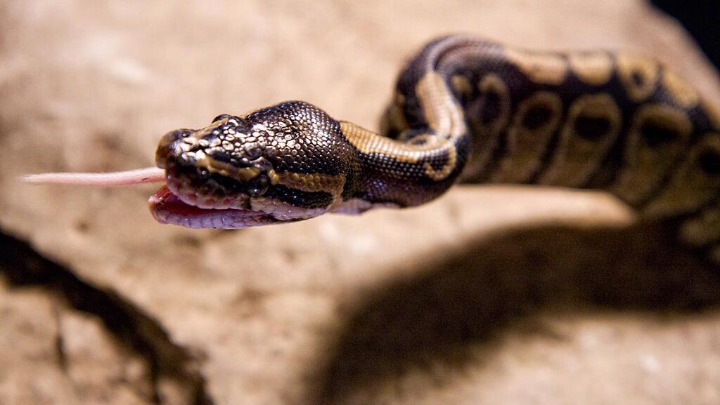 ball python sticking its tongue out