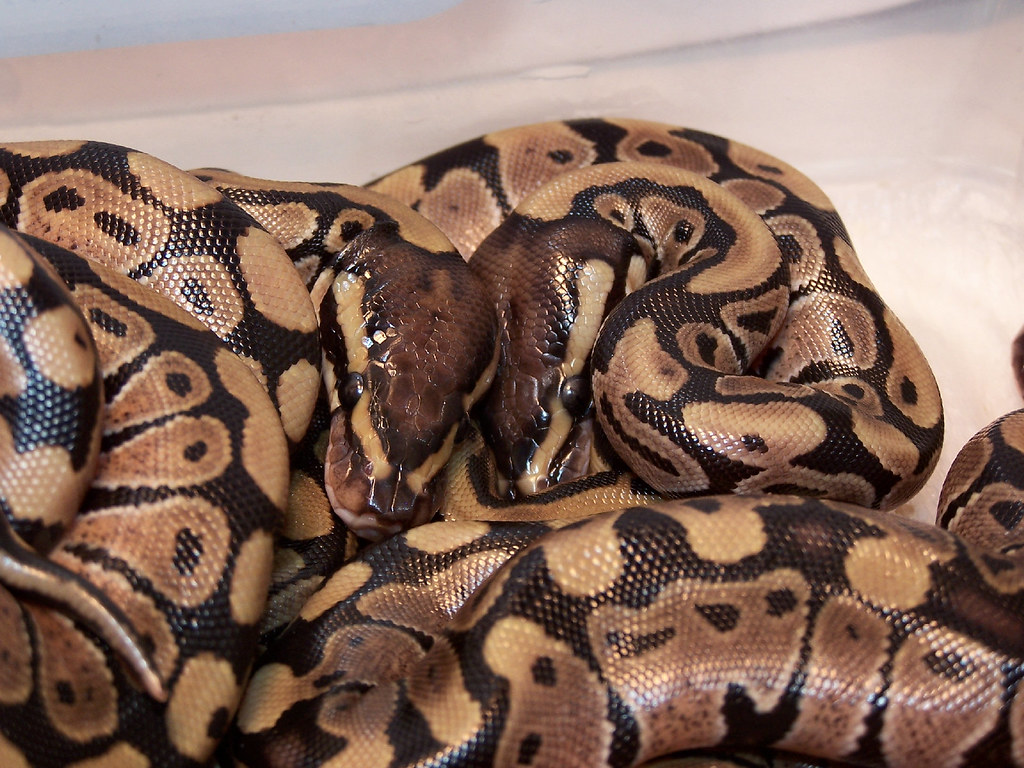 two ball pythons curled up together
