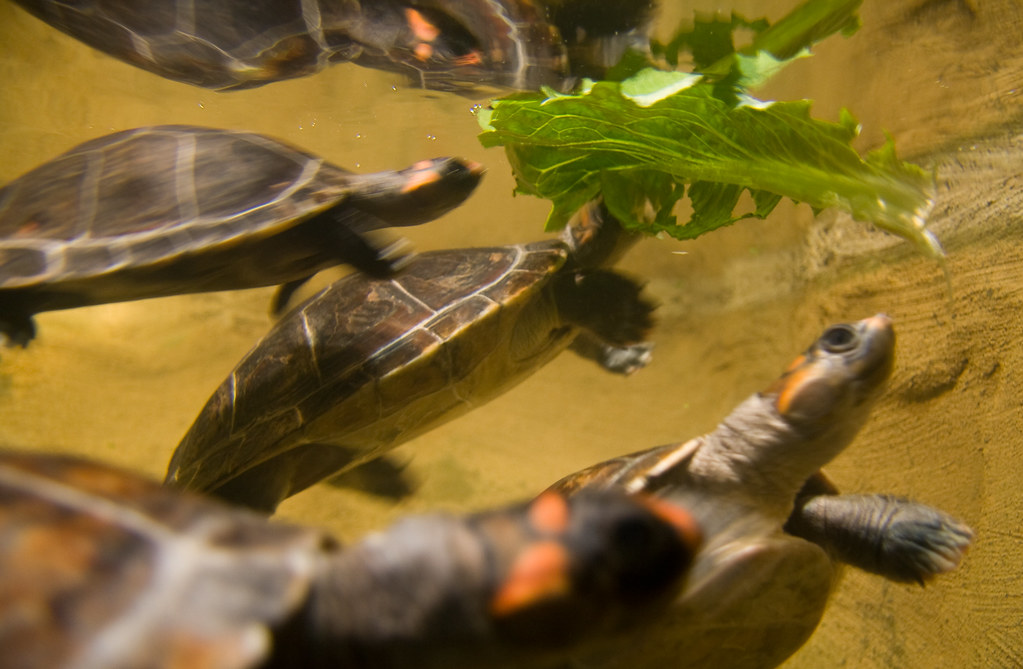 Turtles Eating Lettuce