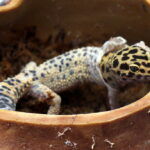 Leopard gecko shedding her skin