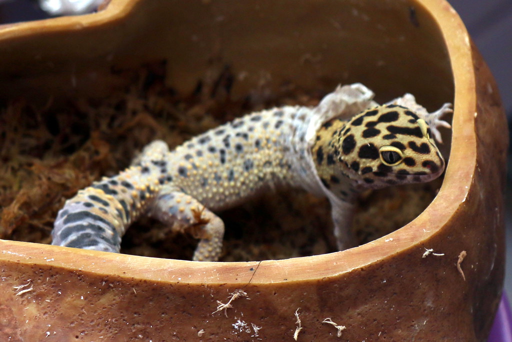 Leopard gecko shedding her skin