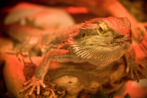 Stunning Confined Reptile Space Heating image