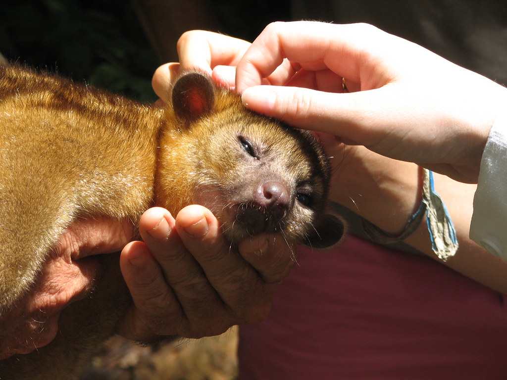 Kinkajous: Honey Bears with Prehensile Tails