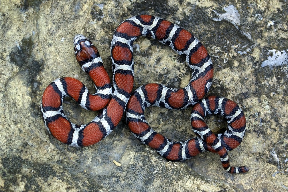 Milk Snakes: Vibrant Colors and Moderate Size