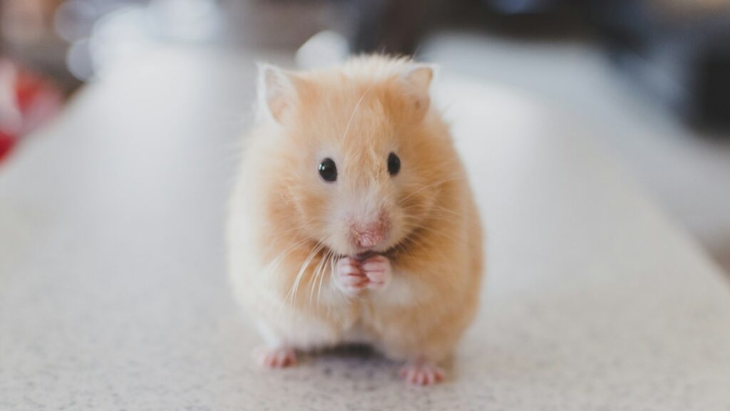 Close-up of a small, fluffy hamster with golden fur.