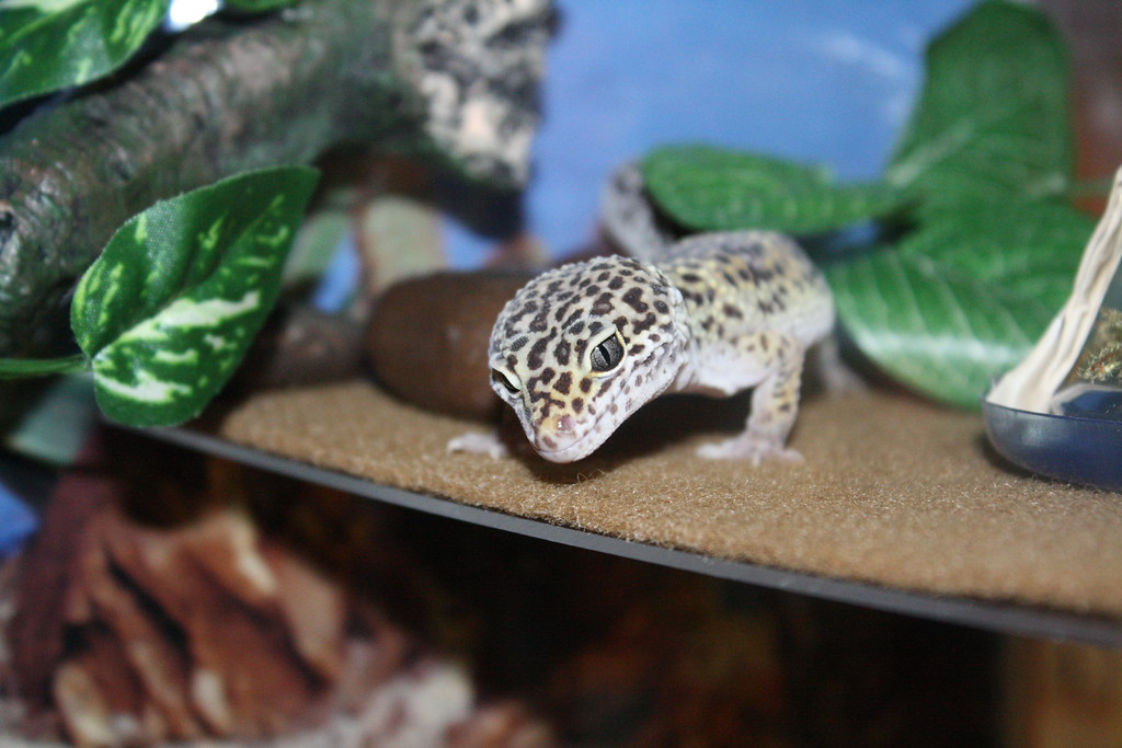 leopard gecko in a glass enclosure