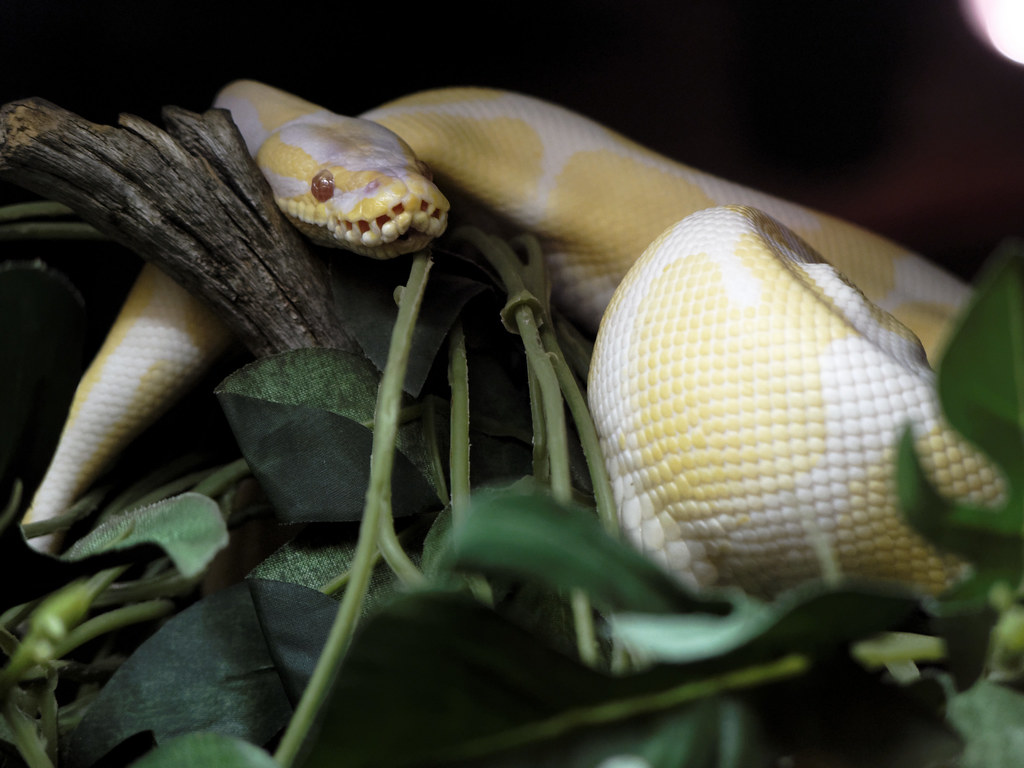 ball python among artificial plants on a branch