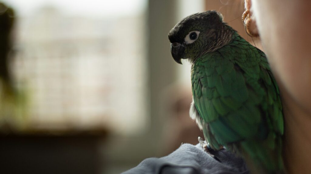 Close-up of a green parakeet with a white eye ring, perched on a person's shoulder.