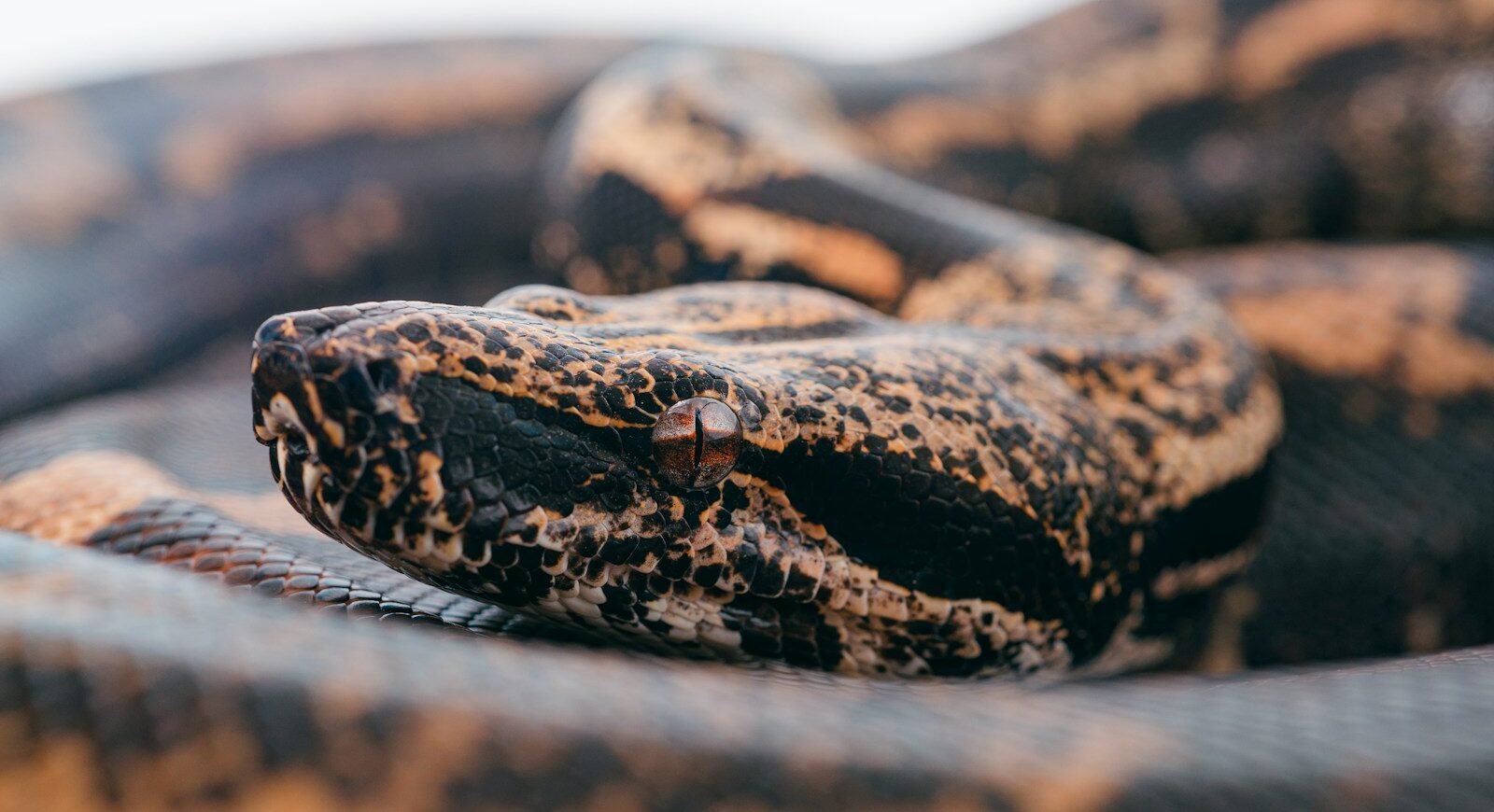 brown and black snake skin