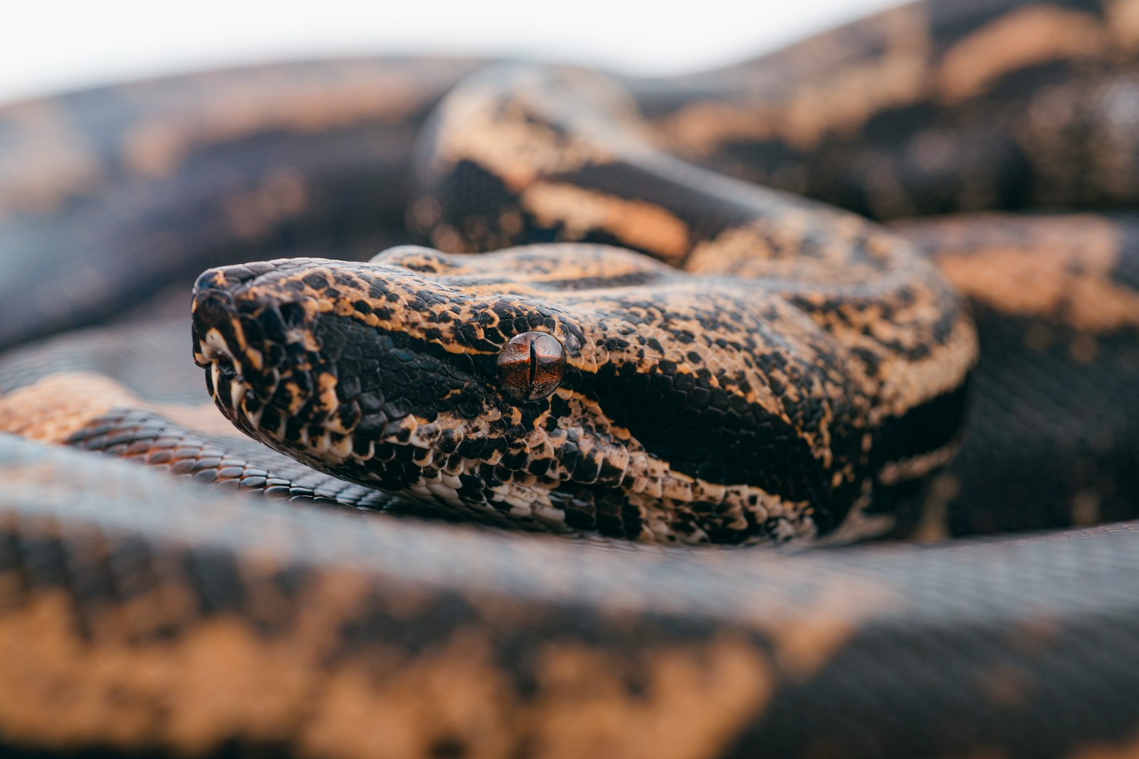 brown and black ball python