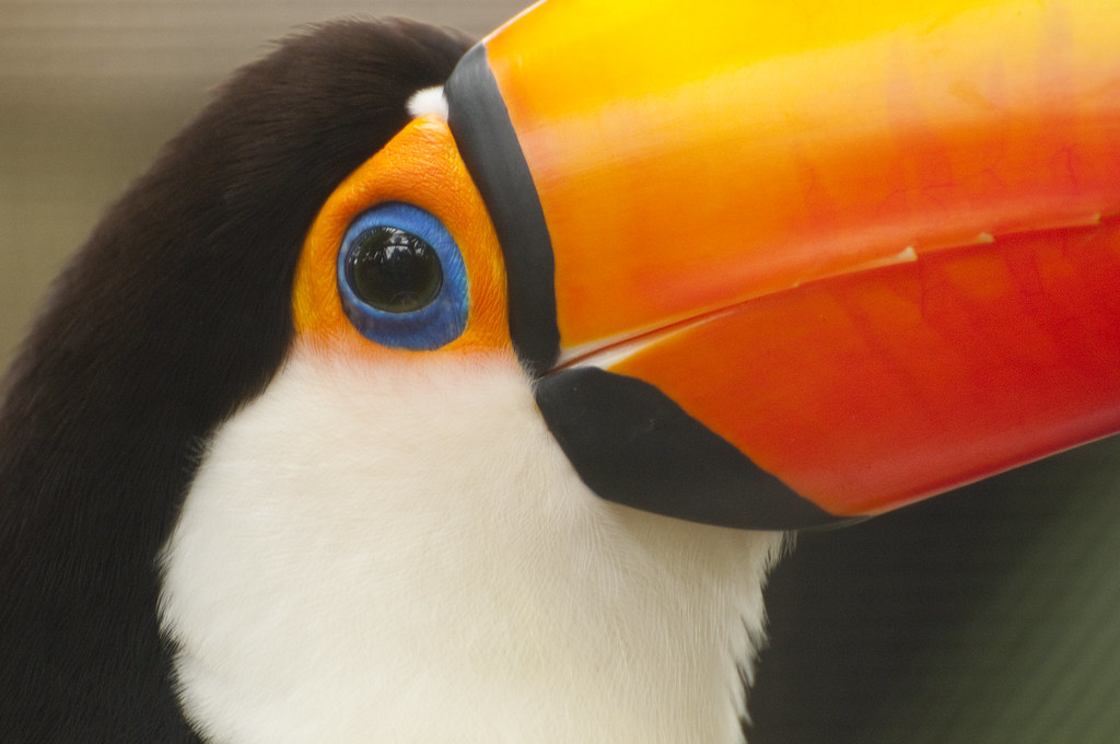 Toco Toucan (ramphastos toco) with bright orange colorations