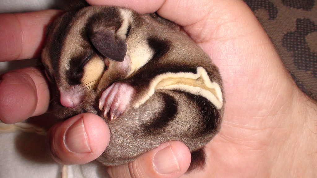 sugar glider curled in hand
