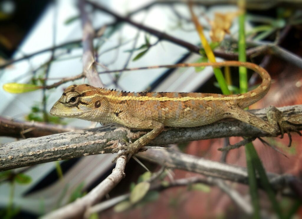 Body Posture: Reading Your Lizard's Overall Stance