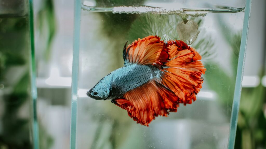 A Betta fish with a blue body and orange flowing fins swimming in a glass aquarium.