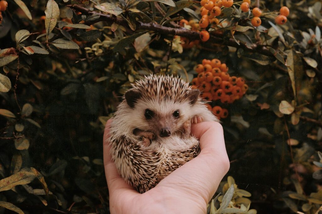 person holding a hedge hog
