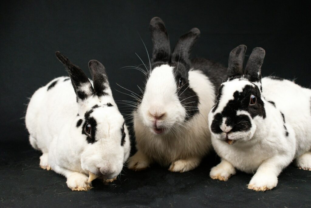 Three black and white rabbits sitting next to each other