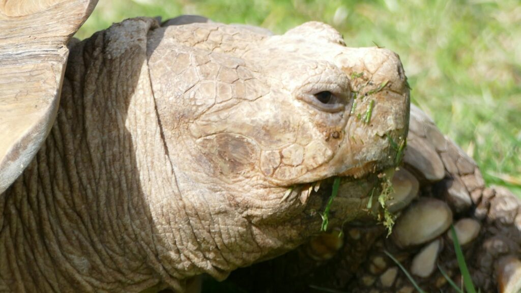 A close-up of a large, tan-colored tortoise with rough, textured skin and a prominent, wrinkled neck, showing the details of its head and the grass it is eating.