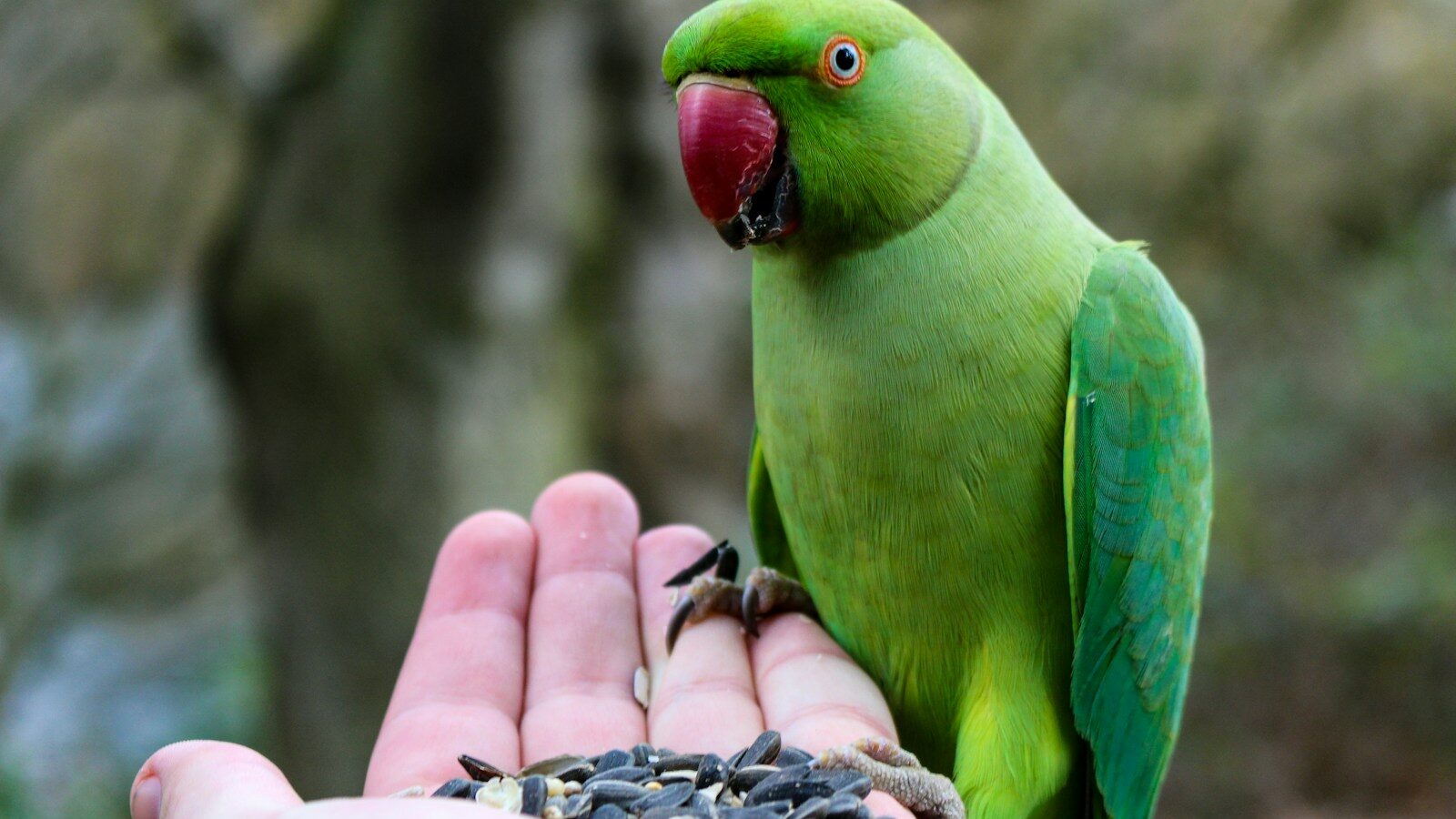 A vibrant green Rose-ringed Parakeet with a distinctive red beak perches on a person's hand filled with seeds.