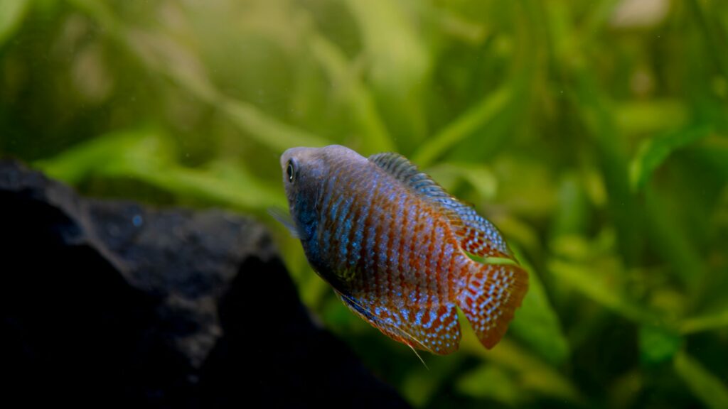 Close-up of a small fish showcasing the striking coloration along its body, swimming in freshwater with blurred green plants in the background.