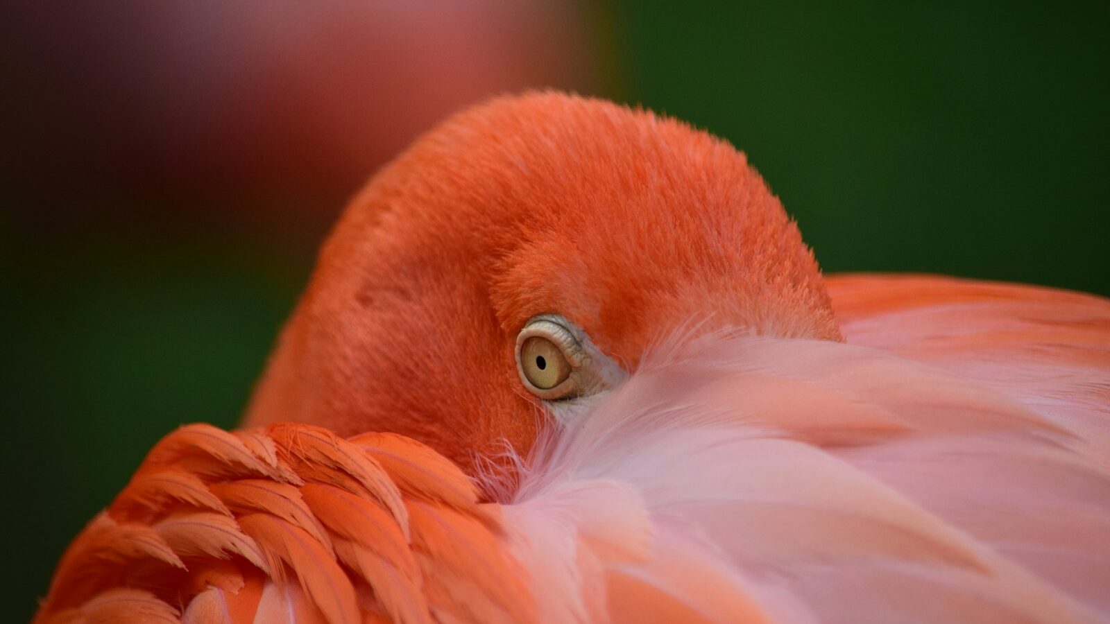 closeup photo of red bird