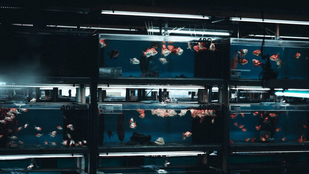Multiple tanks of fish with various colors and sizes displayed on shelves.