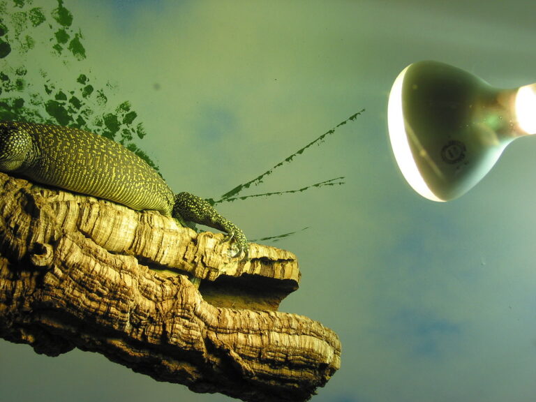 Image showcasing The Safest Heating Methods for Reptile Enclosures
