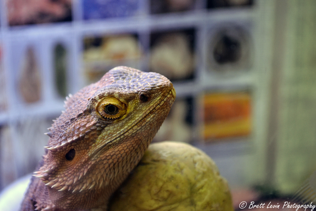 bearded dragon close up near a book shelve