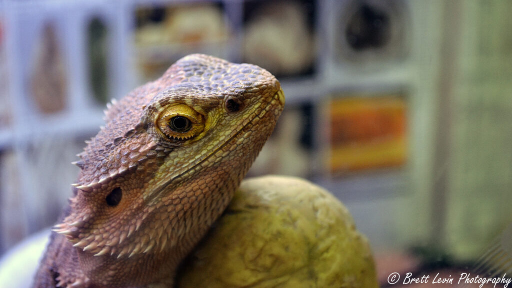 Bearded Dragon close up