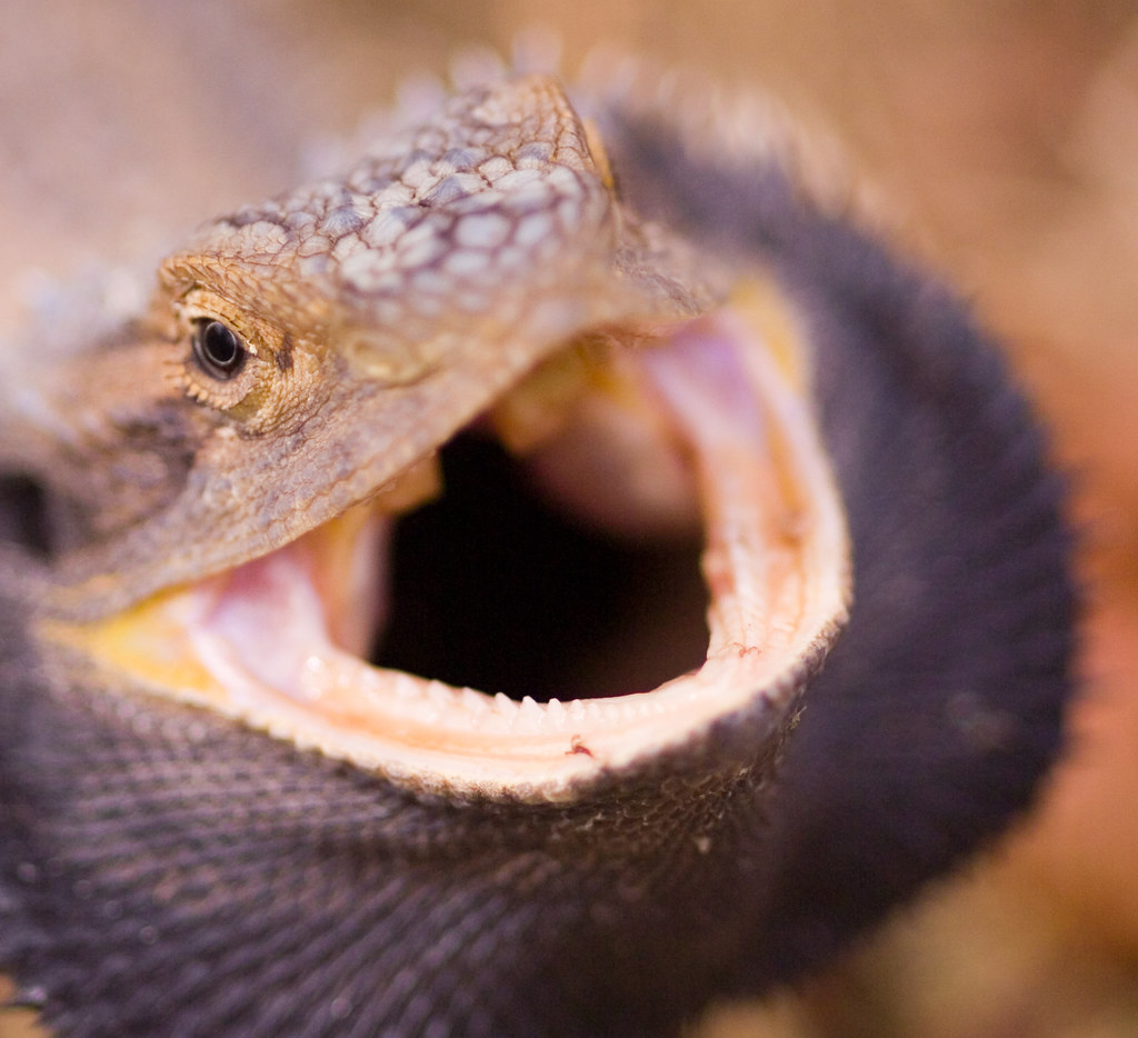 bearded dragon threat display