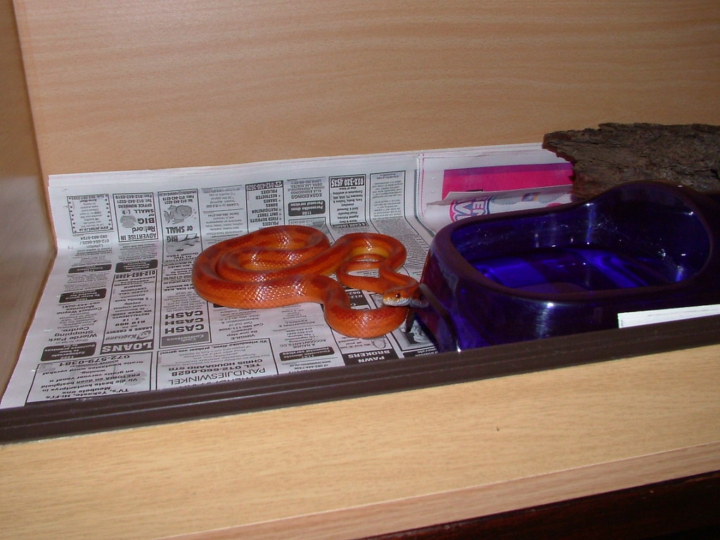 Myth 5: Corn Snakes Can Live in Small Enclosures for Life
