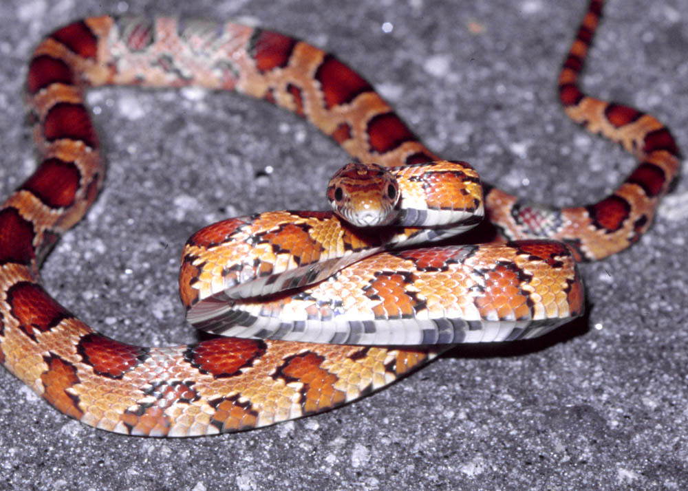 Myth 1: Corn Snakes Are Venomous