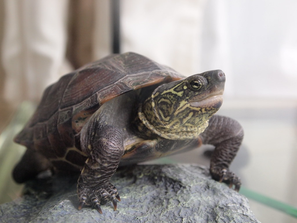 Reeve's Turtle: Asian Elegance