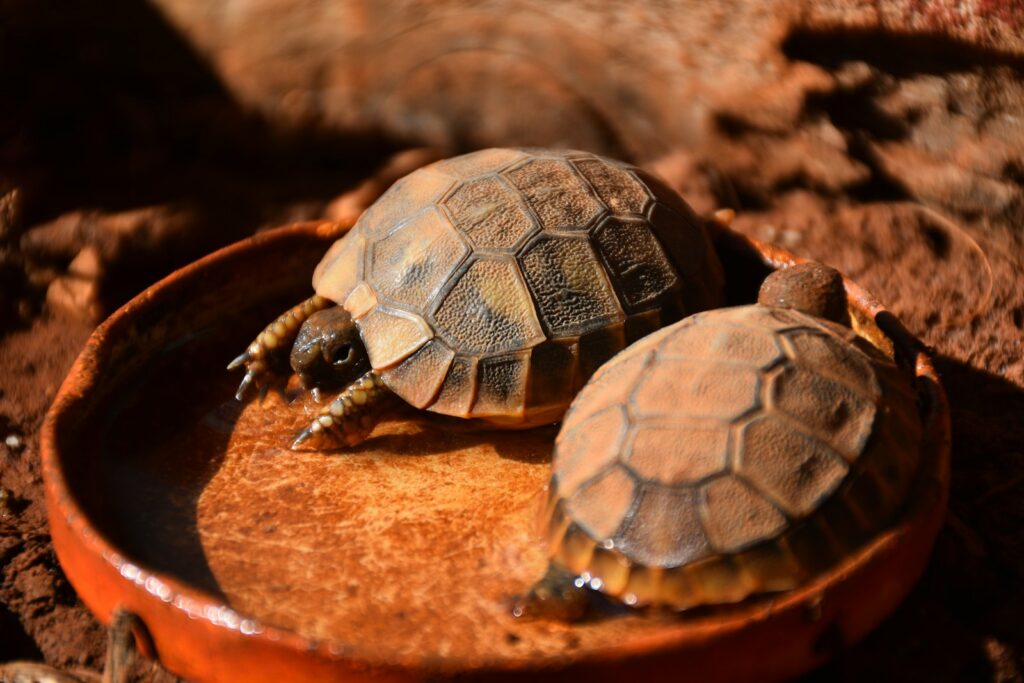 brown turtle on brown rock