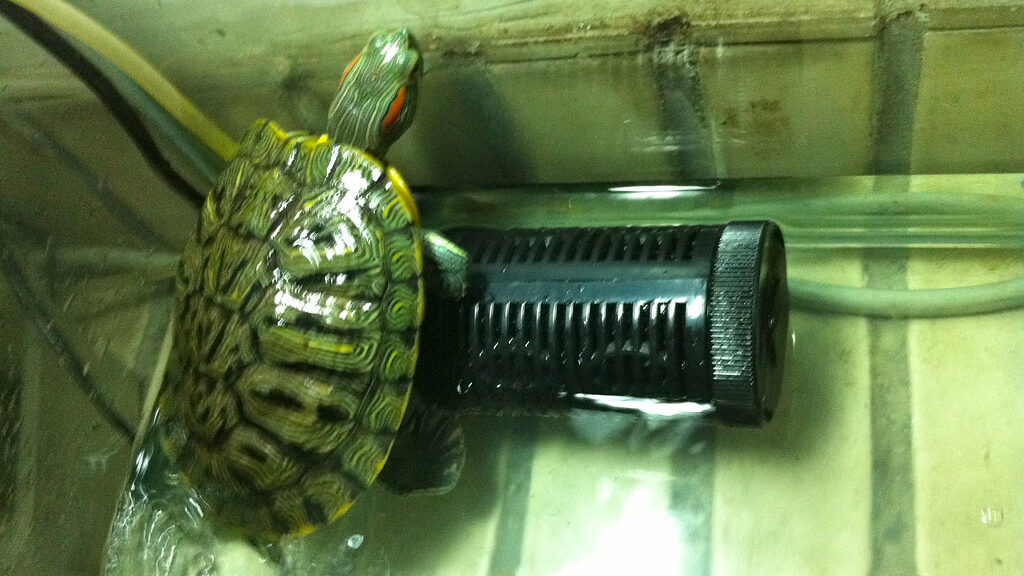 Pet Turtle (Taki Taki) in a tank